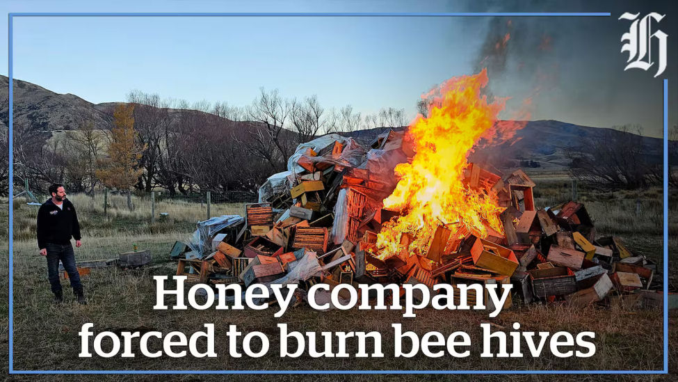 Healthy hives in NZ & AU destroyed